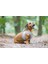 Köpek Göğüs Tasması, Neopren, Yeşil, xs, 30-35cm 5
