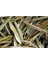 Zeytin Yaprağı Çayı 100 gr Organik ( Doğal Kurutulmuş, Elenmiş, Katkısız ) 2