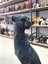 Dekoratif Çita Leopar Biblo Büst Heykel 1