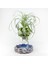 Tillandsia Gardneri (L) - Özel Tür Hava Bitkisi Çiçeği Airplant 1
