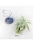 Tillandsia Gardneri (L) - Özel Tür Hava Bitkisi Çiçeği Airplant 2