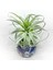 Tillandsia Gardneri (L) - Özel Tür Hava Bitkisi Çiçeği Airplant 5