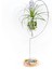 Gardneri Swing Stand - Hava Bitkisi Airplant Tillandsia Aranjman 1