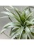 Gardneri Swing Stand - Hava Bitkisi Airplant Tillandsia Aranjman 3