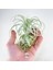 Gardneri Swing Stand - Hava Bitkisi Airplant Tillandsia Aranjman 5