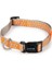 Köpek Boyun Tasması, Açık Gri Turuncu, 48-70cm 1