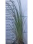 3 Yaş Pampas -Saz Püskülü FIDANI-120-150 cm 3