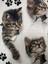 Kadın Kısa Kollu Kedi ve Pati Baskılı Süprem T-Shirt 5