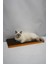 Kedi Tırmalama Kartonu (60X24 Cm) - Mdf Kenar 2
