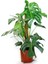 Monstera Yosun Gövdeli 2 Adet Deve Tabanı 80-100 cm 1