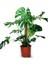 Monstera Yosun Gövdeli 2 Adet Deve Tabanı 80-100 cm 2