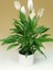 Barış Çiçeği Spathiphyllum - Hediyelik Salon Ofis Bitkisi 2