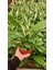 Barış Çiçeği Spathiphyllum 3 Adet - Hediyelik Salon Ofis Bitkisi 4