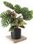 Dua Çiçeği Calathea Makoyana 2