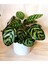 Dua Çiçeği Calathea Makoyana 4