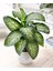 DİFENBAHYA SALON ve OFİS BİTKİSİ HEDİYELİK 30-40 cm 1