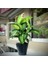 DİFENBAHYA SALON ve OFİS BİTKİSİ HEDİYELİK 30-40 cm 2