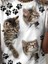 Kadın Kısa Kollu Kedi ve Pati Baskılı Süprem T-Shirt 2