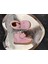 First Step Kız Bebek Deri Bot Lila 4