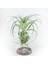 Tillandsia Gardneri (Xl) - Özel Tür Hava Bitkisi Airplant 1
