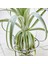 Tillandsia Gardneri (Xl) - Özel Tür Hava Bitkisi Airplant 3