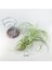 Tillandsia Gardneri (Xl) - Özel Tür Hava Bitkisi Airplant 4