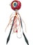 Nautilus 1.0 Tai Rubber Set 200gr #07 Red Shiny 1