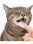 Kedi ve Köpek Için Silikon Parmak Diş Kaşıyıcı Dil Temizleyici Diş Fırçası 1