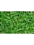 Bermuda Grass Ithal Çim Tohumu 500 gr 1