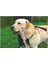 Köpek Araç Içi Göğüs Tasması, Siyah, 40-65CM Göğüs Çapı, 15MM 2