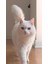 Luxury Catnipli Peluş Kedi Oyuncağı, Organik Kedi Nanesi Oyuncakları, Kedi Otlu Naneli Ürünleri 1 Adet 2
