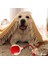 Luxury Kedi Köpek Hareketli 360 Derece Dönen USB Başlıklı Ipli Oyun Topu Oyuncağı 1 Adet 5