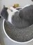 Luxury 7'li Set :kedi Oyuncağı Balık Kedi Naneli Çıngıraklı ,sarma Top ,olta ,3'lü Mini Top ,çıngıraklı Top 1 Adet 2
