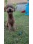 Luxury Hareketli Kedi Oyuncağı Tüylü Fare Kafes - BRS2609-9008 1 Adet 2