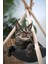 Luxury Kedi Evi ,kedi Barınağı,kedi Yatağı 1 Adet 2