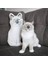 Luxury Kedi Köpek Evcil Hayvanınıza Özel Yastık - Kişiye Özel 1 Adet 5