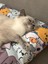 Luxury Coddry Kedi Yatak Minderi Kedi Desenli 42X55 1 Adet 1
