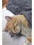 Luxury Paw Wellsoft Kedi Köpek Battaniyesi 100X100 cm Antrasit 1 Adet 2