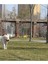 Luxury Köpekler Için Gezdirme Tasması Reflektörlü 130 cm Halat Orta ve Büyük Boy Köpekler Için 1 Adet 4