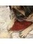 Luxury Köpek Kedi Yatak Seti 1 Adet 4