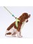 Luxury Avocado Leash Kedi Köpek Sevk & Gezdirme Kayışı Köpek Uzatma Tasması 1 Adet 3