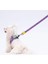 Luxury Ice Cream Leash Kedi Köpek Sevk & Gezdirme Kayışı Köpek Uzatma Tasması 1 Adet 3