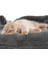 Luxury Peluş Kedi Battaniyesi 60X80 cm 1 Adet 2