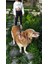 Luxury Siyah Beyaz Köpek Hands Free Koşu ve Yürüyüş Gezdirme Tasması 1 Adet 2