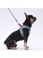 Luxury Bears Leash Kedi Köpek Sevk & Gezdirme Kayışı Köpek Uzatma Tasması 1 Adet 3