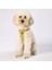 Luxury Cactus Air-Mesh Göğüs Tasması Kedi Köpek Göğüs Tasması 1 Adet 5