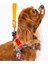Luxury Wow Air-Mesh Göğüs Tasması Kedi Köpek Göğüs Tasması 1 Adet 5