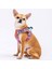 Luxury Balloons Air-Mesh Göğüs Tasması Kedi Köpek Göğüs Tasması 1 Adet 1