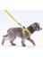 Luxury Cactus Leash & Air-Mesh Kedi Köpek Tasma ve Gezdirme Kayışı Seti Tasma Seti 1 Adet 1