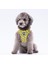 Luxury Cactus Leash & Air-Mesh Kedi Köpek Tasma ve Gezdirme Kayışı Seti Tasma Seti 1 Adet 3
